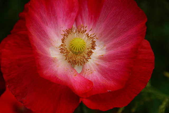 Rubinroter Mohn