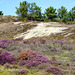 de schoorlse duinen