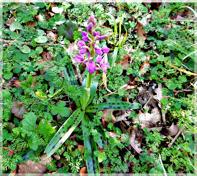 Promenade dans les bois : Orchis mascula