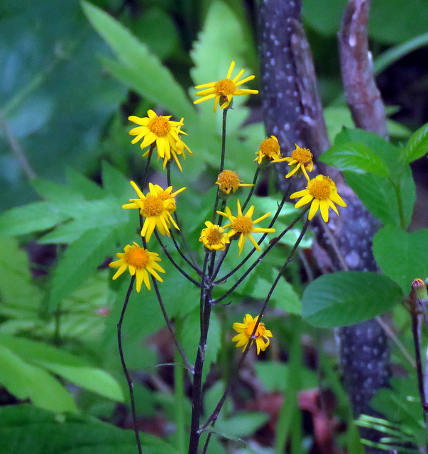 Golden Ragwort (Senecio aureus)