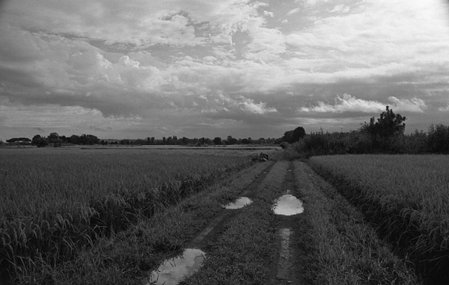 Rain clouds over rice fields