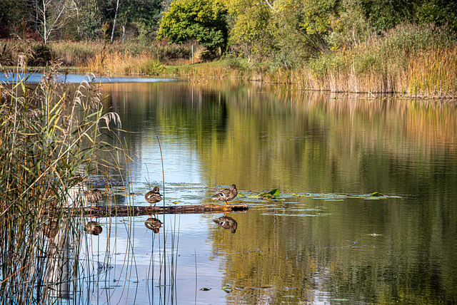 Herbststimmung