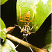 IMG 0824 Wasp