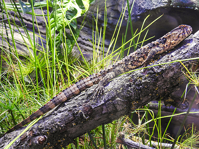 20230810 3854CPw [D~MS] Chinesische Krokodilschwanzechse (Shinisaurus crocodilurus), Zoo Münster