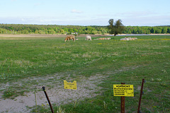 Bullenweide Bullenweide