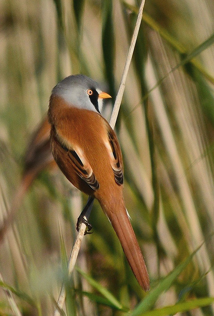 Bearded Tit Oct 2016