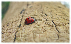 Ladybird traversing a fallen tree.