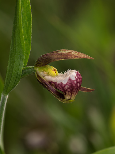 Cypripedium arietinum (Ram's Head orchid)