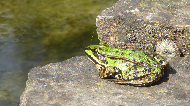 Teichfrosch - vor dem rettenden Sprung ins Wasser