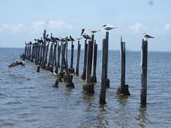 Gulls and Pelicans