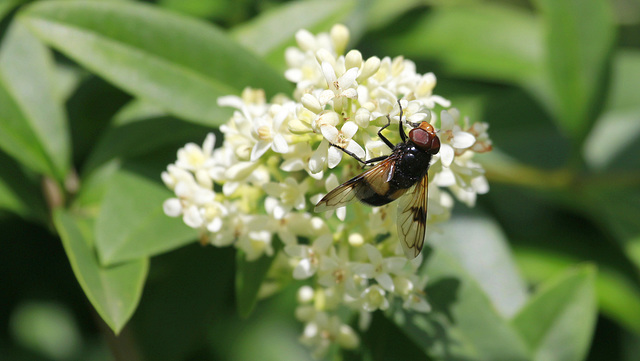 Volucelle pellucens