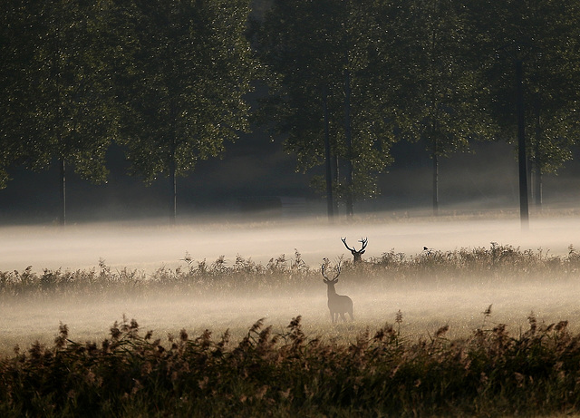 un matin de brume ......