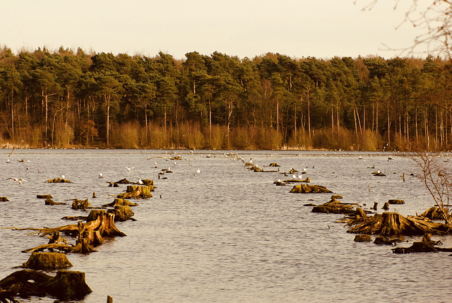 Blakemere Moss