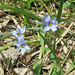 White Blue-eyed Grass (Sisyrinchium)