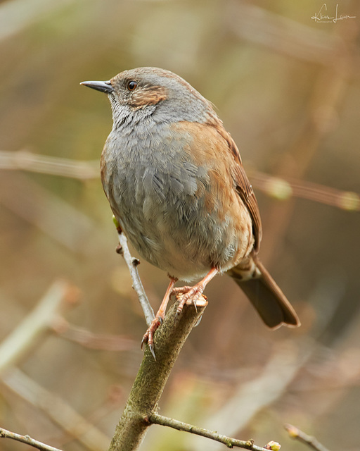 Heckenbraunelle - Prunella modularis