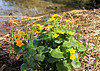 Sumpfdotterblumen - Caltha palustris