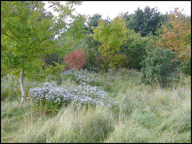 subtle shades of autumn