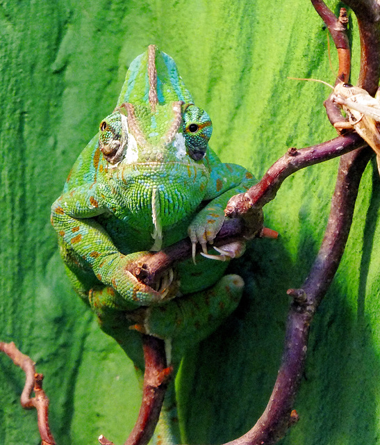 Jemenchamäleon (Chamaeleo calyptratus). ©UdoSm