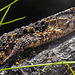 20230810 3855CPw [D~MS] Chinesische Krokodilschwanzechse (Shinisaurus crocodilurus), Zoo Münster