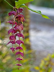 Leycesteria Formosa