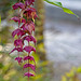 Leycesteria Formosa