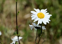 Wiesen-Margerite