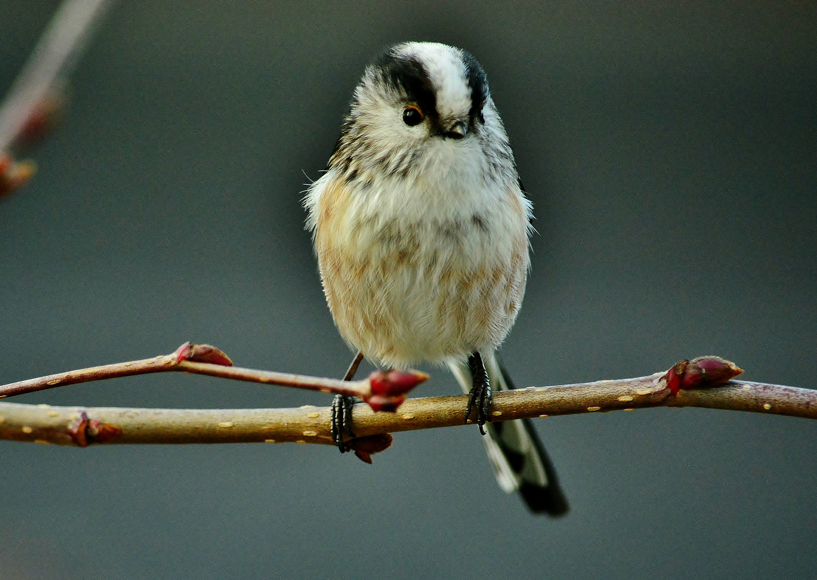 Long Tailed Tit