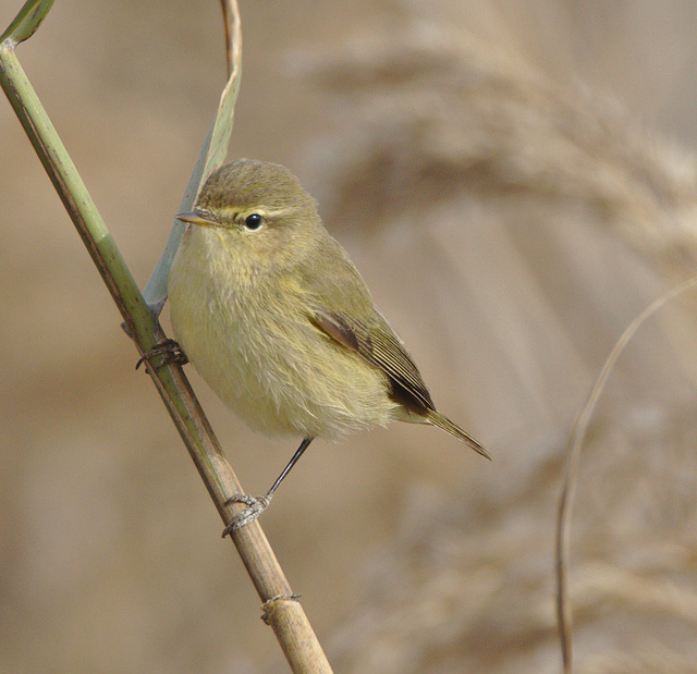 EF7A0343bird