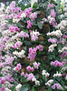 Column of pink Phalaenopsis