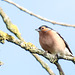 Chaffinch-DSB 2647