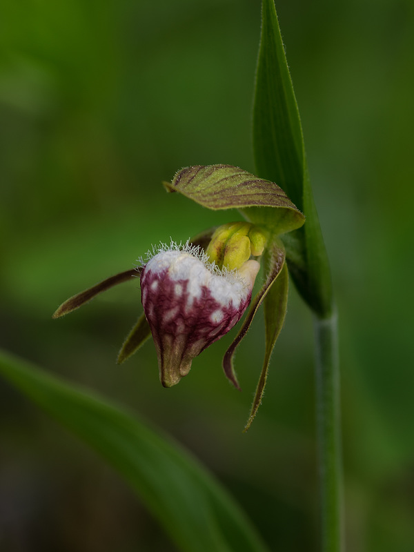 Cypripedium arietinum (Ram's Head orchid)