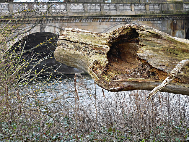 Bark and bridge