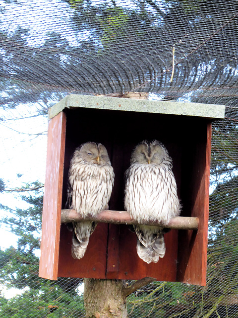 Newquay Zoo (9) - 24 September 2020