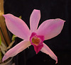 Laelia anceps 'Charlotte' CCM/AOS
