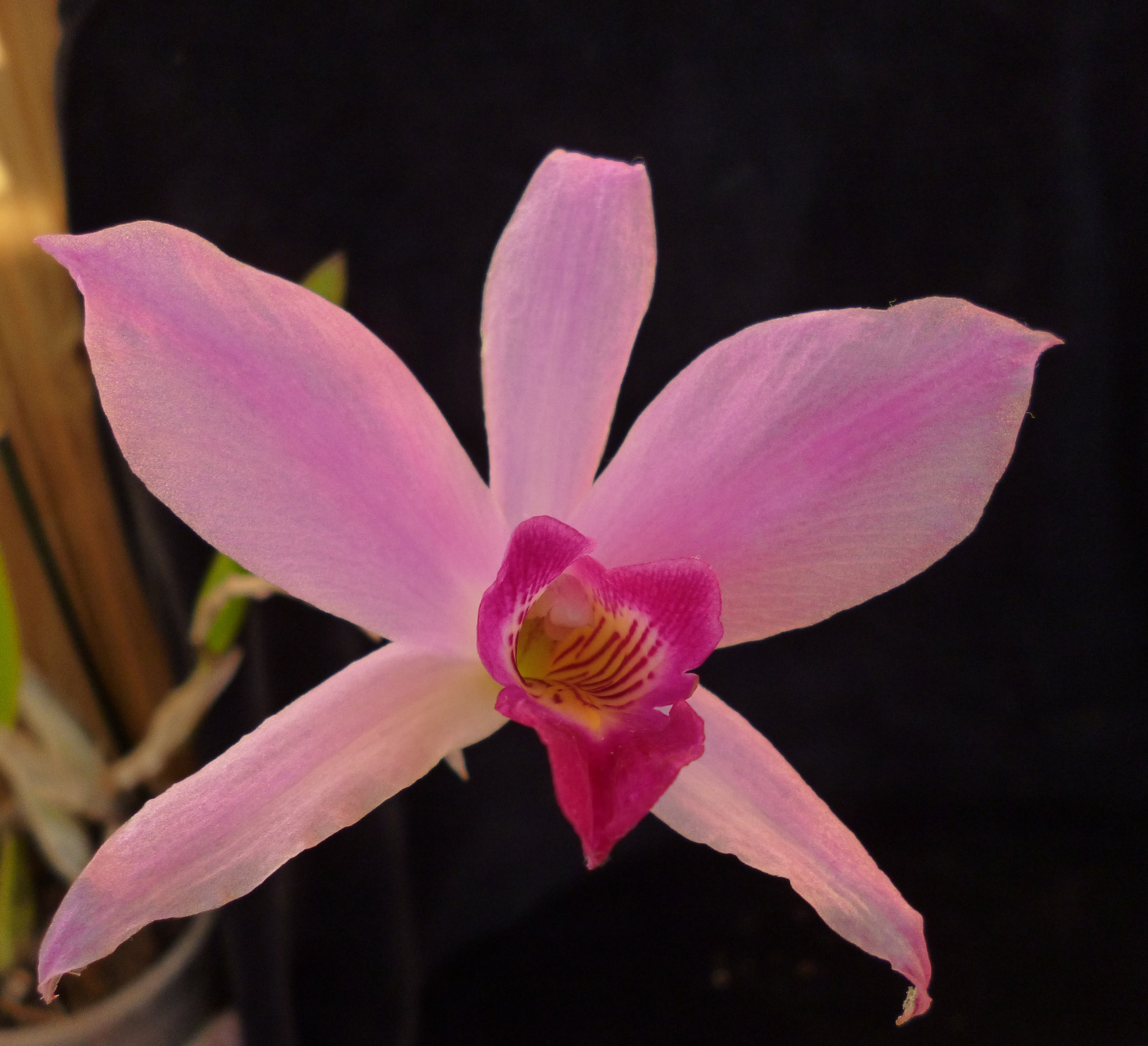 Laelia anceps 'Charlotte' CCM/AOS