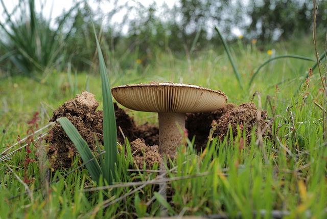 Amanita ocreata