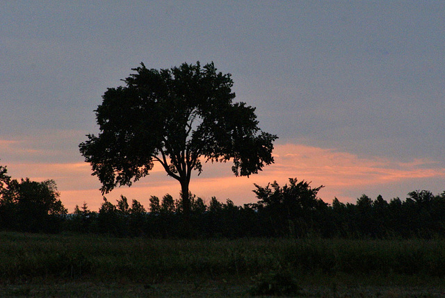 39/50 l'orme de M. Charbonneau, Mr. Charbonneau's elm tree