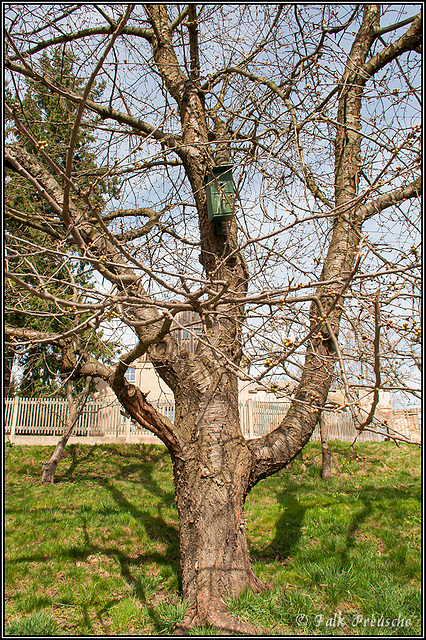 Kirschbaum in Börnchen