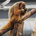 20230810 3856CPw [D~MS] Schwarzer Brüllaffe (Alouatta caraya), Meranti-Halle, Zoo Münster