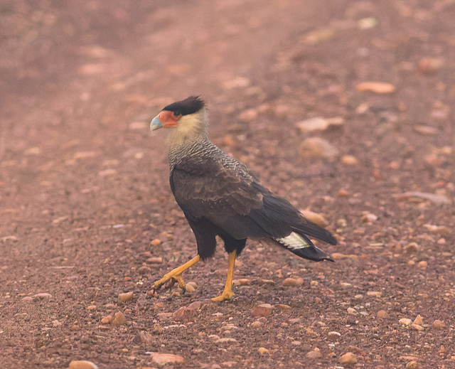 EF7A2483-CR2 DxO DeepPRIME -1Caracarav4