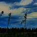 20250601_Wanderung Elbingerode-Weinbergblick und zurück