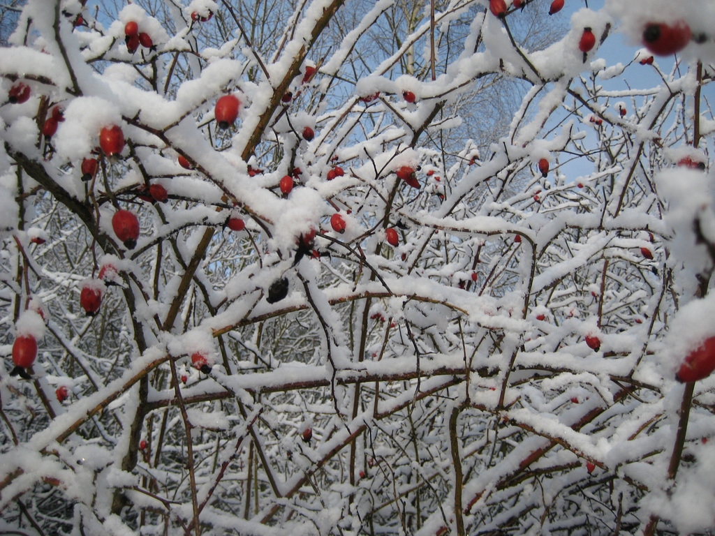 31/365 - Red vs. white