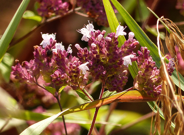 Origanum vulgare