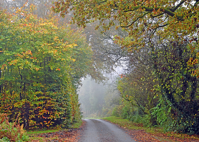 Misty Autumn Morning.