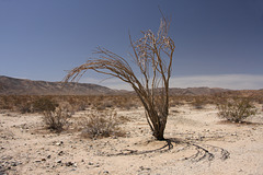 Ocotillo