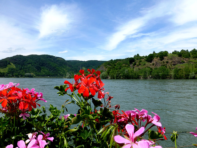 DE - Boppard - Promenade along the Rhine