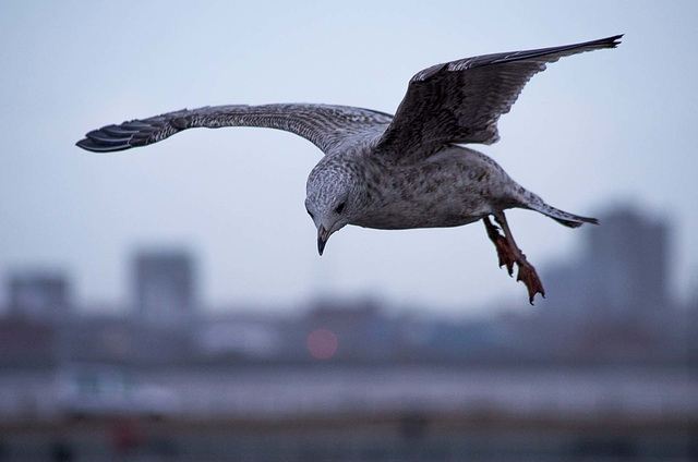 Seagull flight shots (1)