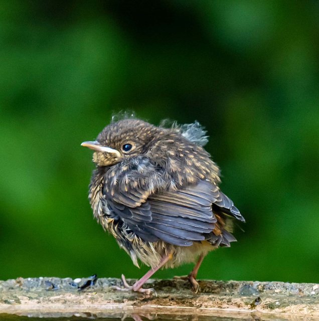 Baby robin