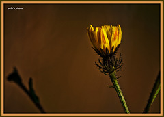 Flor amarilla