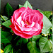 Red rose in full bloom... ©UdoSm